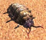 Meat Beetle.jpg