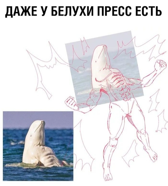 Белуха с прессом.jpg