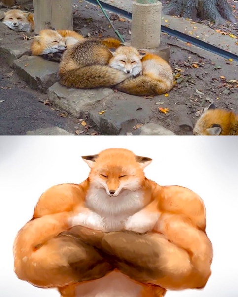 Muscle fox art