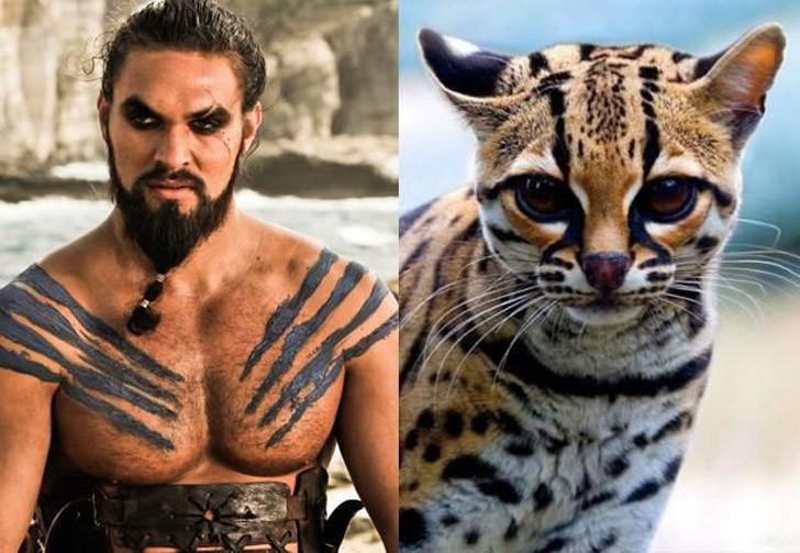1_catsofthrones01.jpg