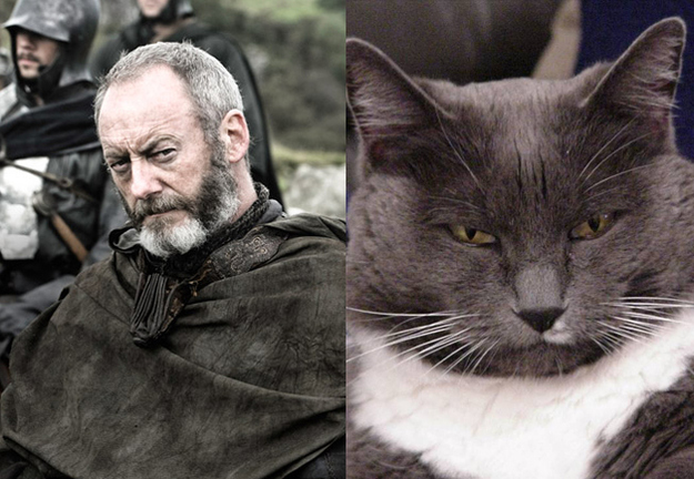 game-of-thrones-cat-2.jpg